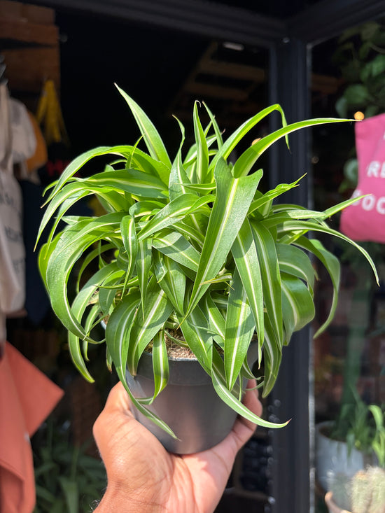Chlorophytum Comosum Bonnie, commonly known as Spider Plant, outside Urban Tropicana’s houseplant store in Chiswick, West London