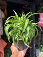 Chlorophytum Comosum Bonnie, commonly known as Spider Plant, outside Urban Tropicana’s houseplant store in Chiswick, West London