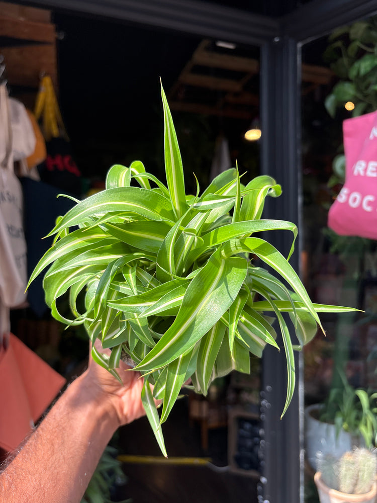 Chlorophytum Comosum Bonnie, commonly known as Spider Plant, outside Urban Tropicana’s houseplant store in Chiswick, West London