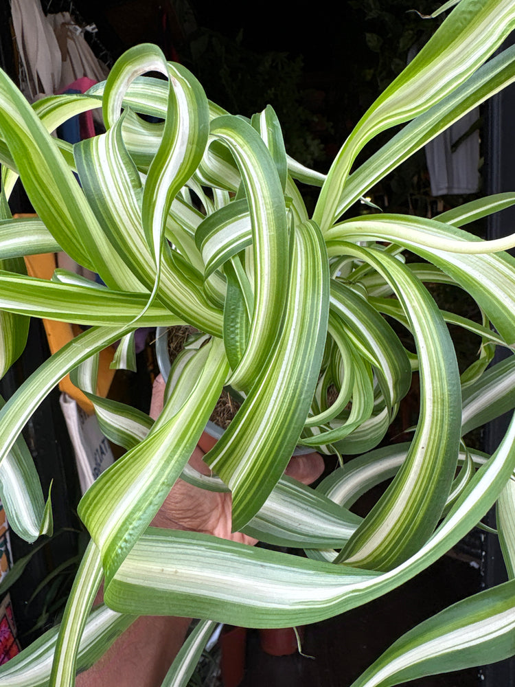 Chlorophytum Comosum Bonnie, also known as Spider Plant, outside Urban Tropicana’s houseplant store in Chiswick, London