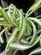 Chlorophytum Comosum Bonnie, also known as Spider Plant, outside Urban Tropicana’s houseplant store in Chiswick, London