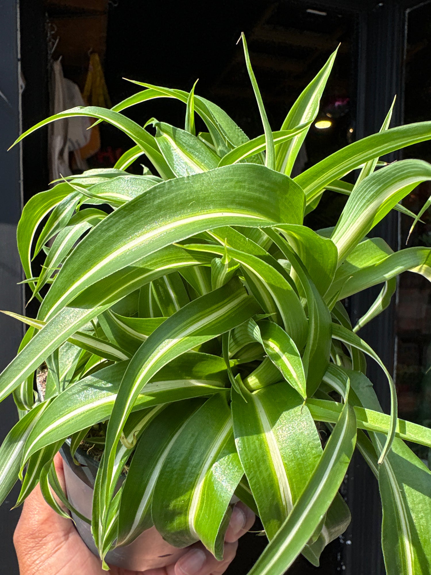 Chlorophytum Comosum Bonnie, commonly known as Spider Plant, outside Urban Tropicana’s houseplant store in Chiswick, West London
