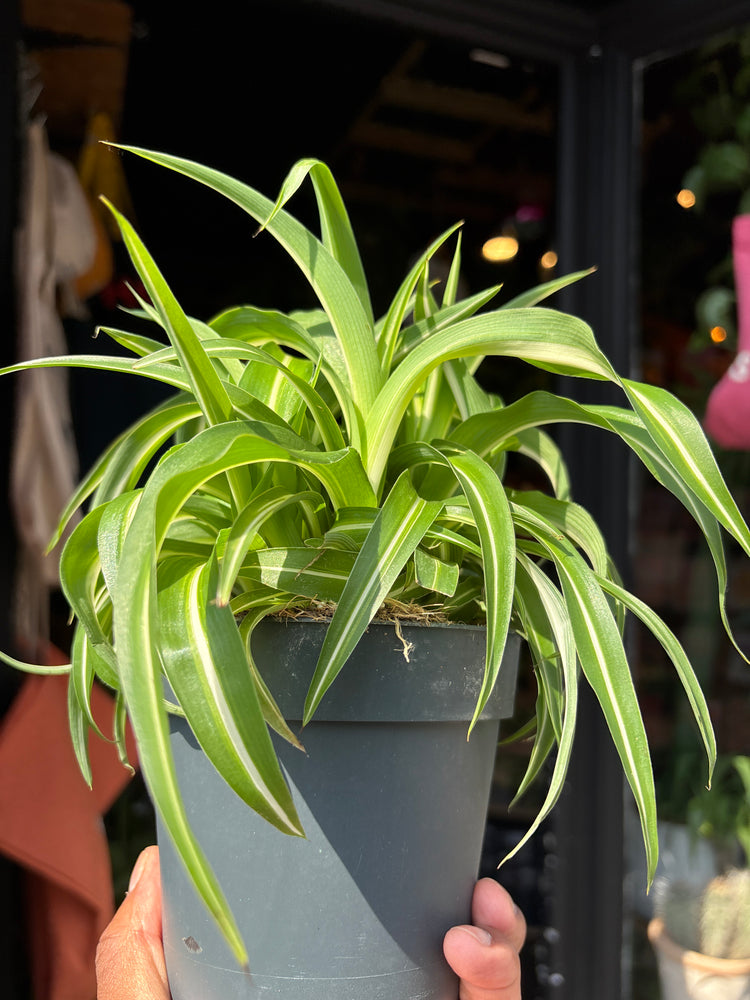 Chlorophytum Comosum Bonnie, commonly known as Spider Plant, outside Urban Tropicana’s houseplant store in Chiswick, West London