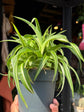 Chlorophytum Comosum Bonnie, commonly known as Spider Plant, outside Urban Tropicana’s houseplant store in Chiswick, West London