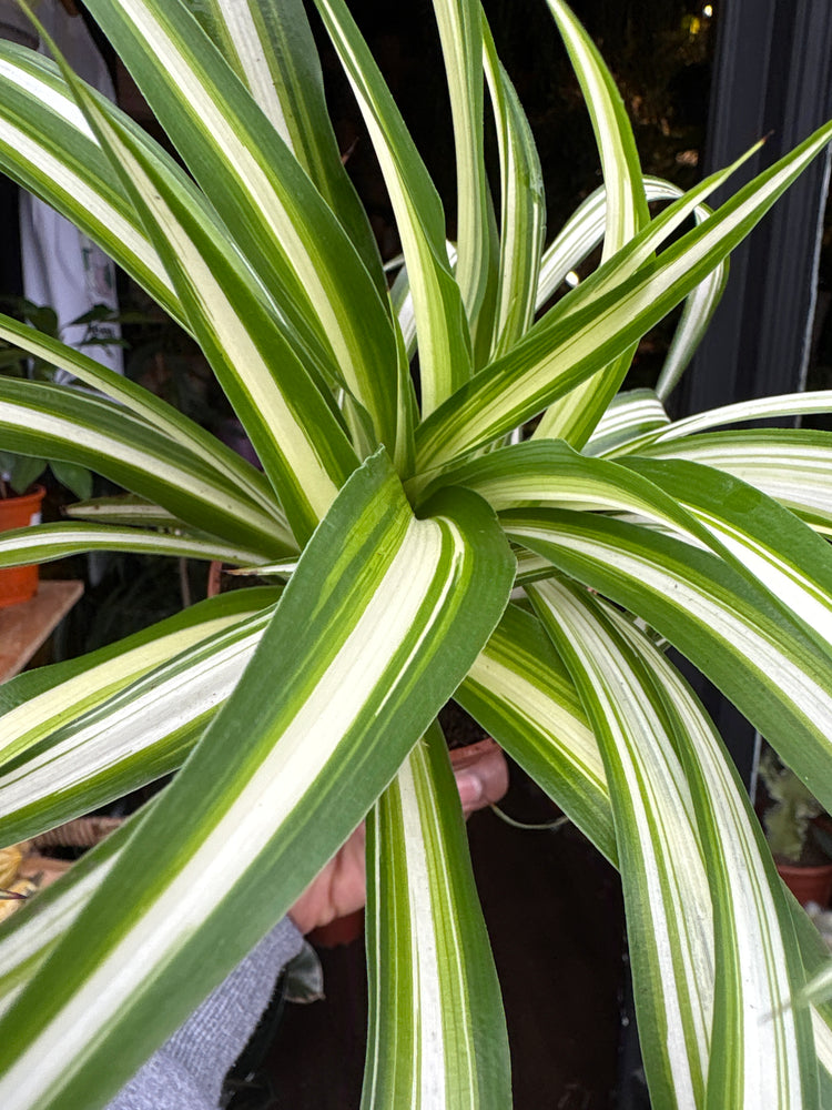 A Chlorophytum Comosum ‘Variegatum’ plant in front of Urban Tropicana’s Plant Shop in Chiswick London