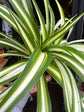 A Chlorophytum Comosum ‘Variegatum’ plant in front of Urban Tropicana’s Plant Shop in Chiswick London