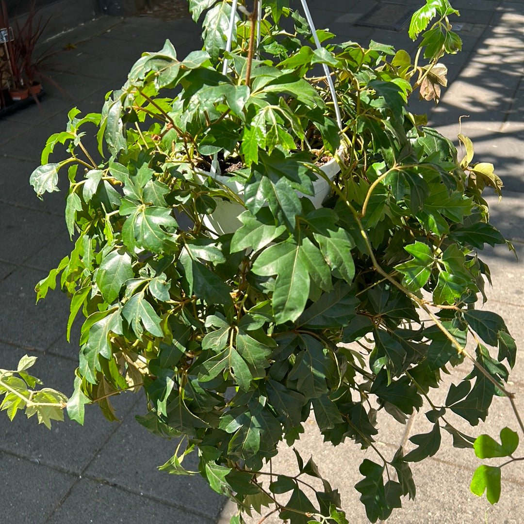 A Cissus Ellen Danica, also known as Grape Ivy in front of Urban Tropicana&