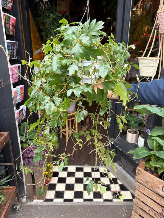 A Cissus Ellen Danica, also known as Grape Ivy in front of Urban Tropicana&