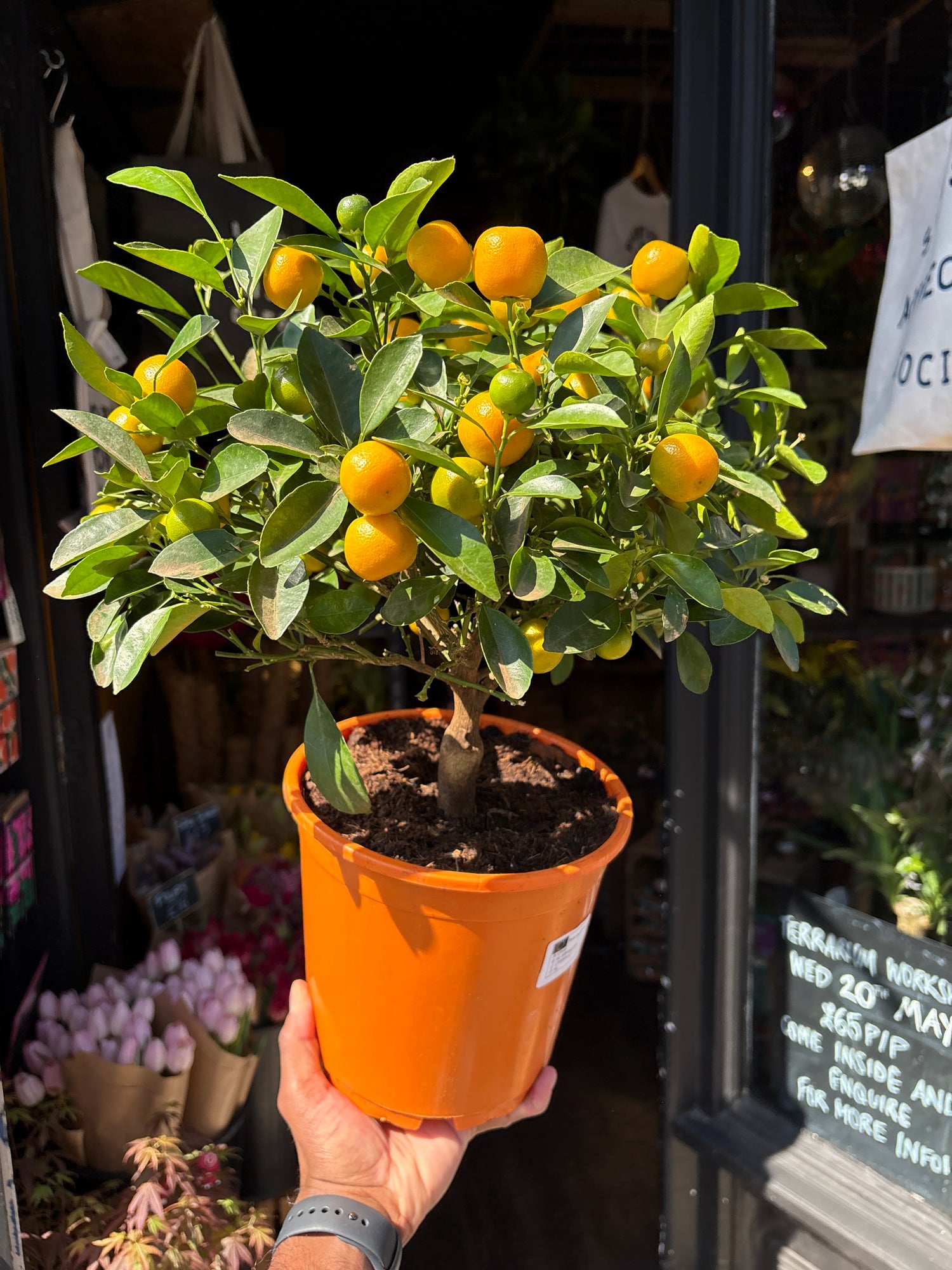 Citrofortunella microcarpa (calamondin orange) plant outside Urban Tropicana plant shop in Chiswick, London