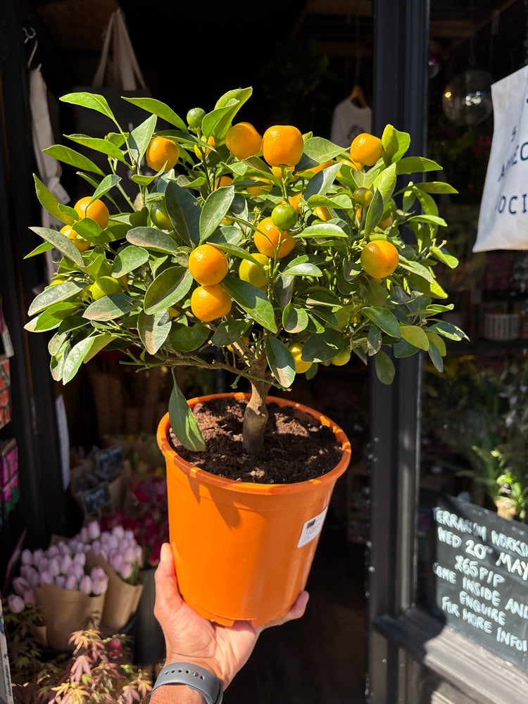 Citrofortunella microcarpa (calamondin orange) plant outside Urban Tropicana plant shop in Chiswick, London
