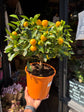 Citrofortunella microcarpa (calamondin orange) plant outside Urban Tropicana plant shop in Chiswick, London