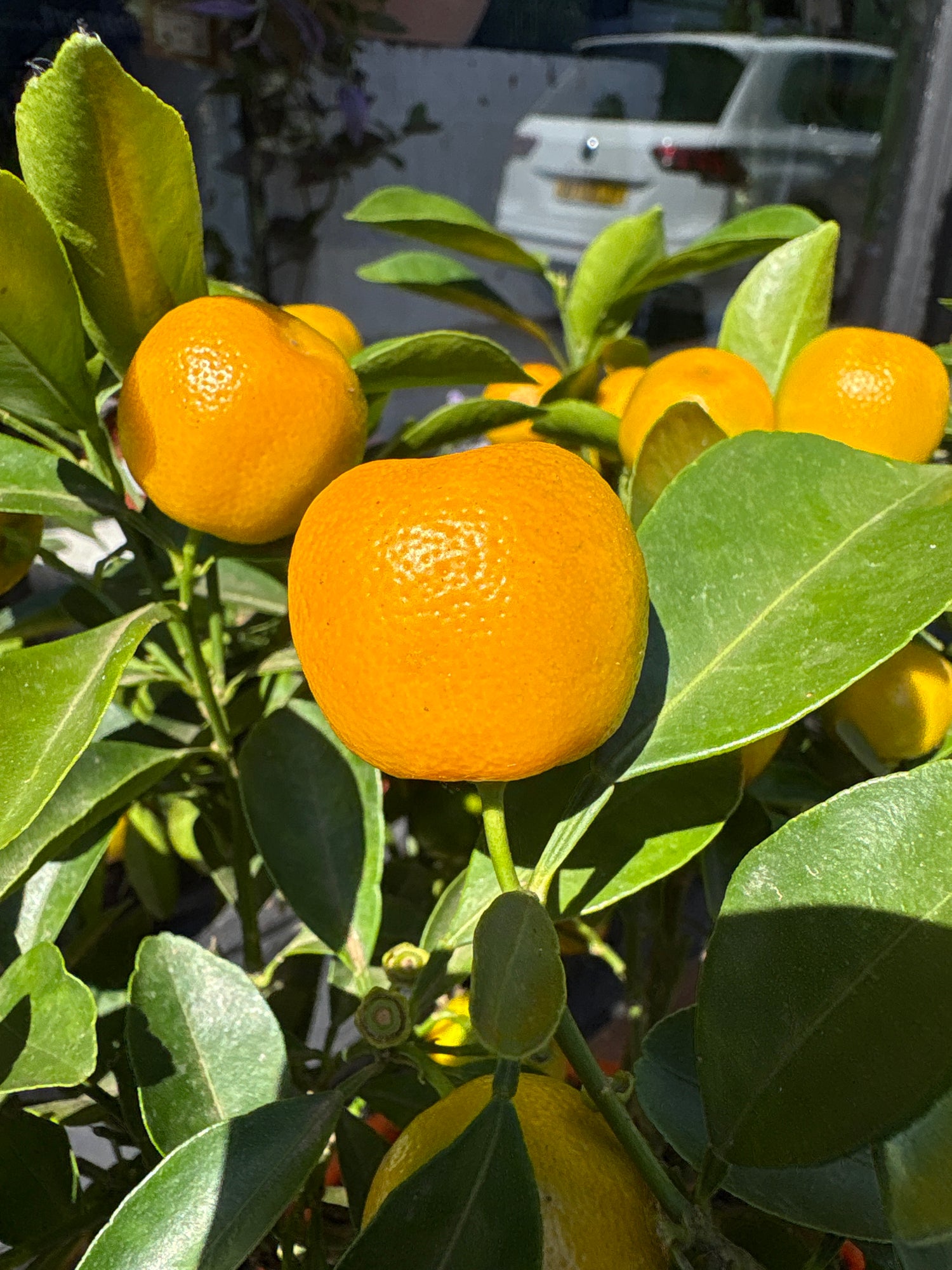 Citrofortunella microcarpa (calamondin orange) plant outside Urban Tropicana plant shop in Chiswick, London