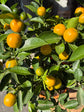 Citrofortunella microcarpa (calamondin orange) plant outside Urban Tropicana plant shop in Chiswick, London