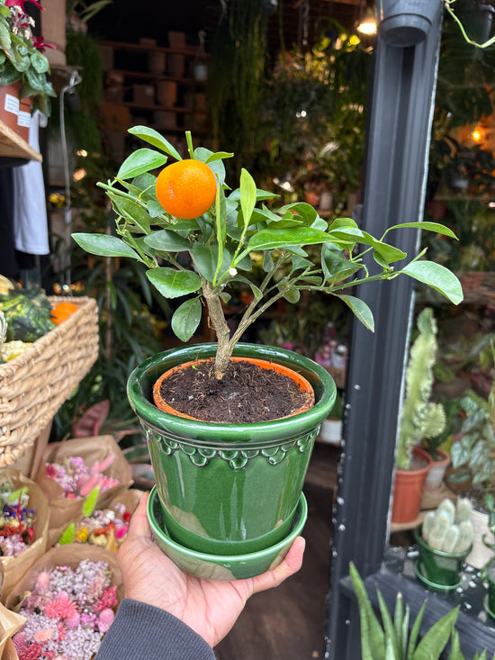 An Citrus Calamondin plant in front of Urban Tropicana’s Plant Shop in Chiswick London