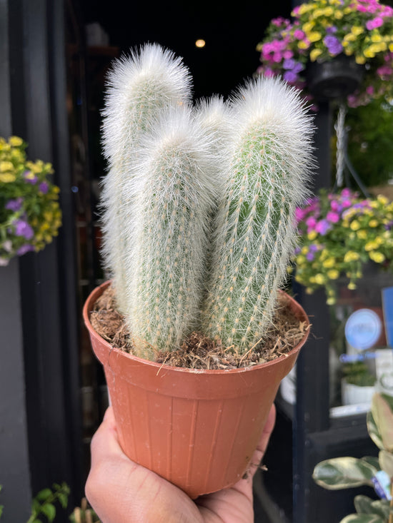 A Cleistocactus Straussi plant also known as a Silver Torch Cactus in front of Urban Tropicana&