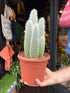 Cleistocactus Straussi, or Silver Torch Cactus, Silver Column Cactus and Woolly Torch Cactus, outside Urban Tropicana’s houseplant store in Chiswick, London