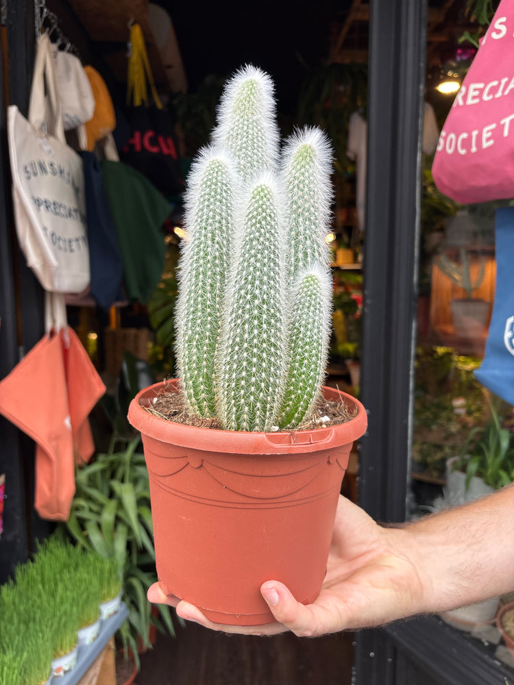 Cleistocactus Straussi, or Silver Torch Cactus, Silver Column Cactus and Woolly Torch Cactus, outside Urban Tropicana’s houseplant store in Chiswick, London