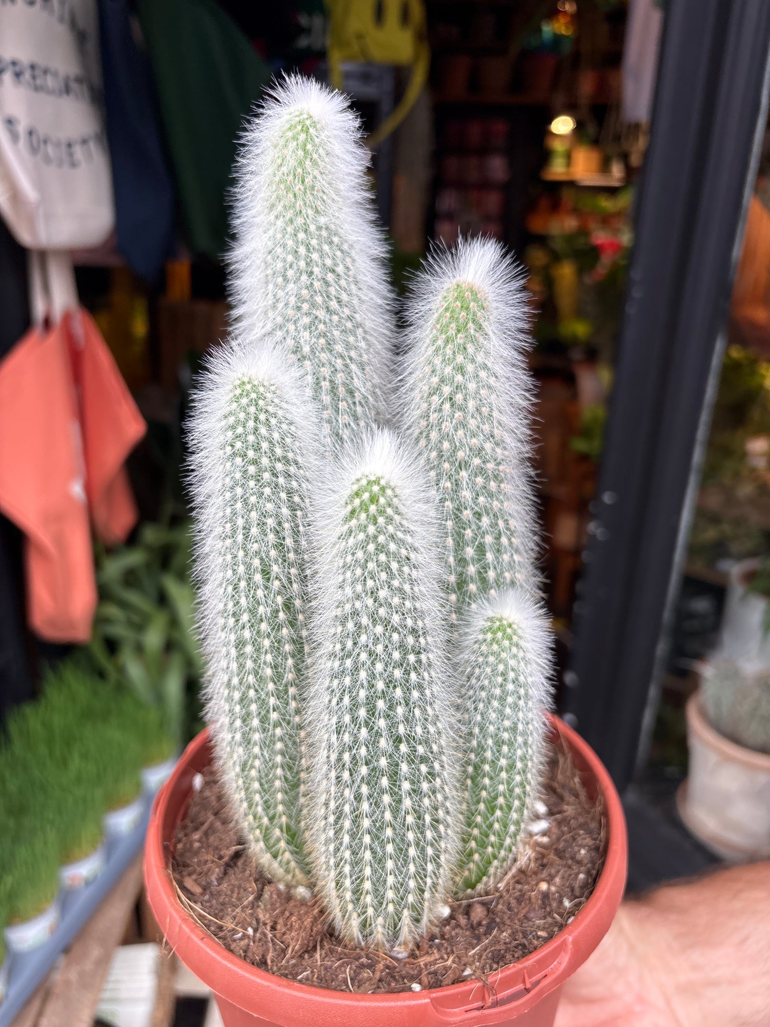 Cleistocactus Straussi, or Silver Torch Cactus, Silver Column Cactus and Woolly Torch Cactus, outside Urban Tropicana’s houseplant store in Chiswick, London
