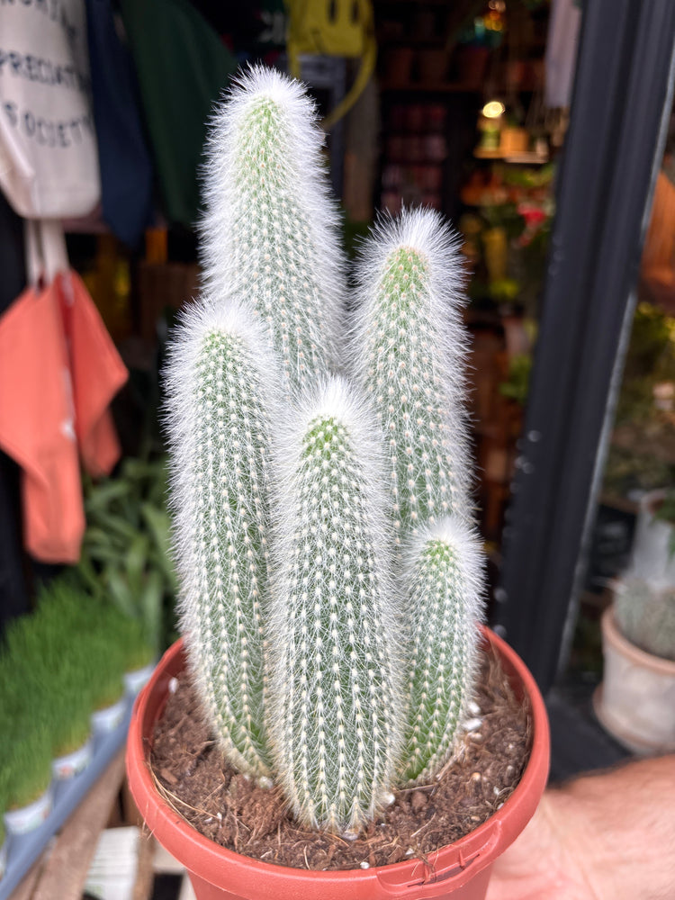 Cleistocactus Straussi, or Silver Torch Cactus, Silver Column Cactus and Woolly Torch Cactus, outside Urban Tropicana’s houseplant store in Chiswick, London