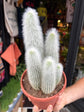 Cleistocactus Straussi, or Silver Torch Cactus, Silver Column Cactus and Woolly Torch Cactus, outside Urban Tropicana’s houseplant store in Chiswick, London