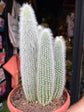 Cleistocactus Straussi, or Silver Torch Cactus, Silver Column Cactus and Woolly Torch Cactus, outside Urban Tropicana’s houseplant store in Chiswick, London