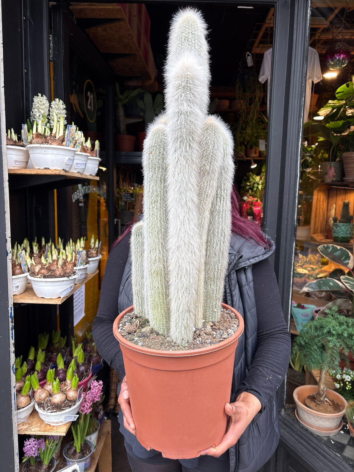 A Cleistocactus Straussi plant in front of Urban Tropicana’s Plant Shop in Chiswick London