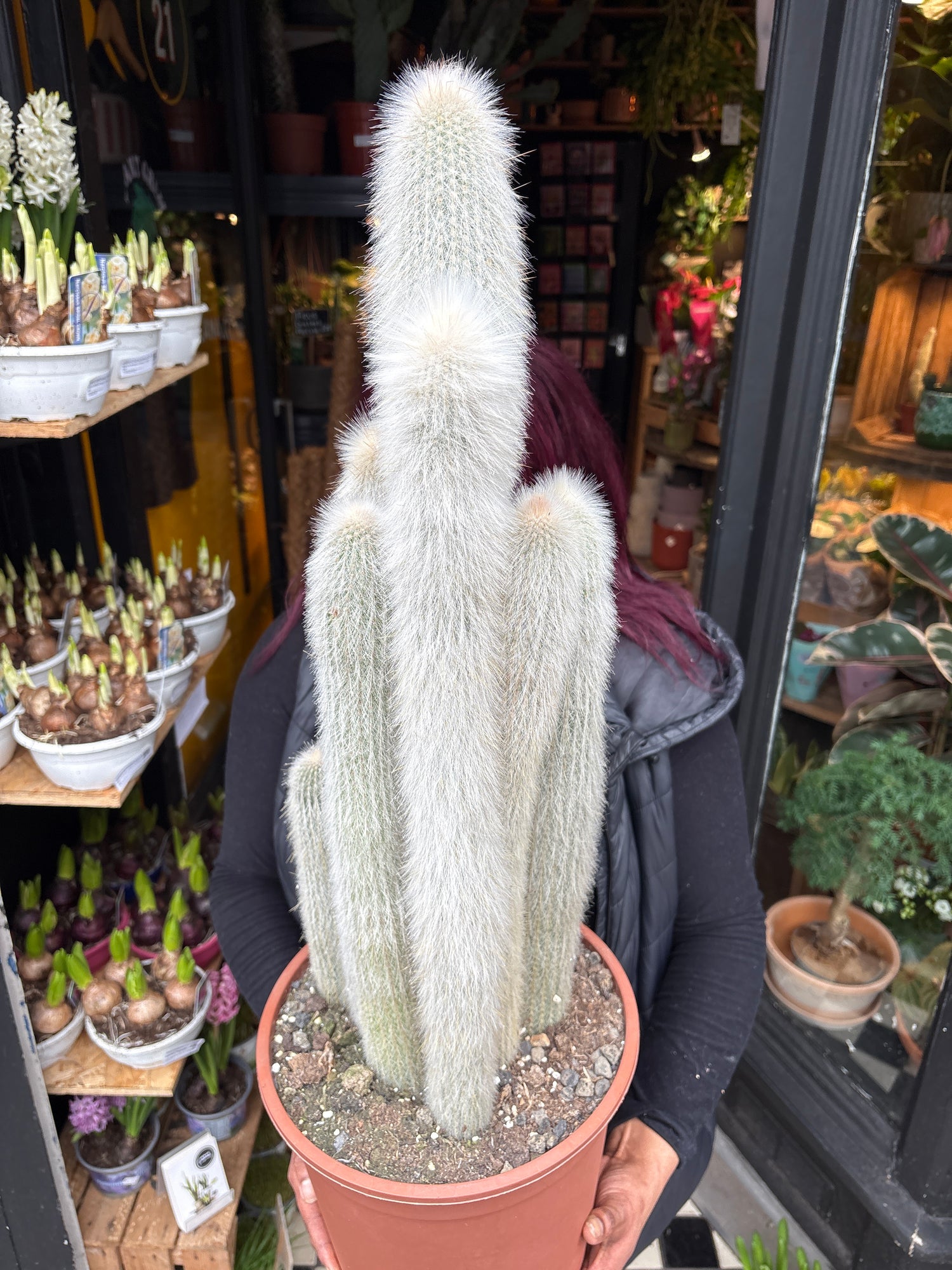 A Cleistocactus Straussi plant in front of Urban Tropicana’s Plant Shop in Chiswick London