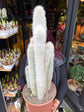 A Cleistocactus Straussi plant in front of Urban Tropicana’s Plant Shop in Chiswick London