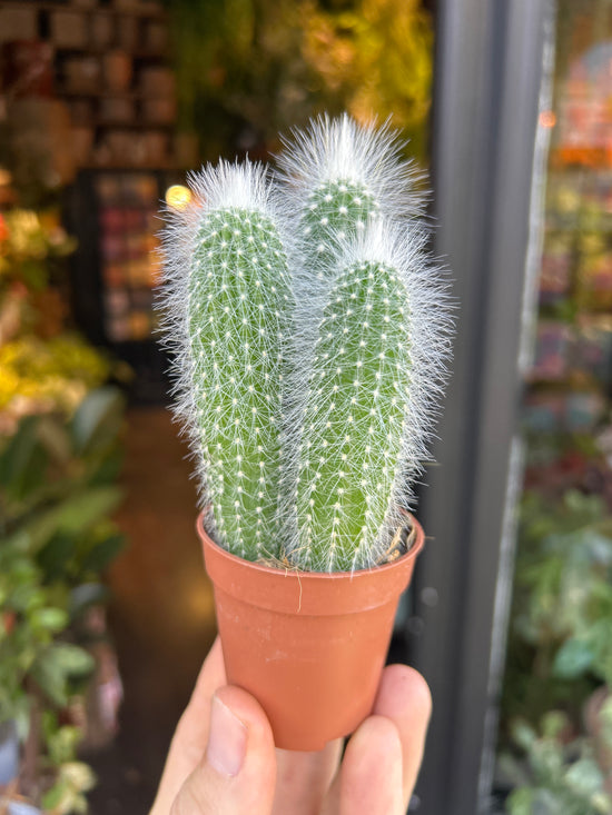 A Cleistocactus Straussi, also known as Silver Torch plant, in front of Urban Tropicana’s Plant Shop in Chiswick, London