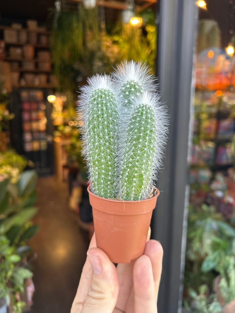 A Cleistocactus Straussi, also known as Silver Torch plant, in front of Urban Tropicana’s Plant Shop in Chiswick, London