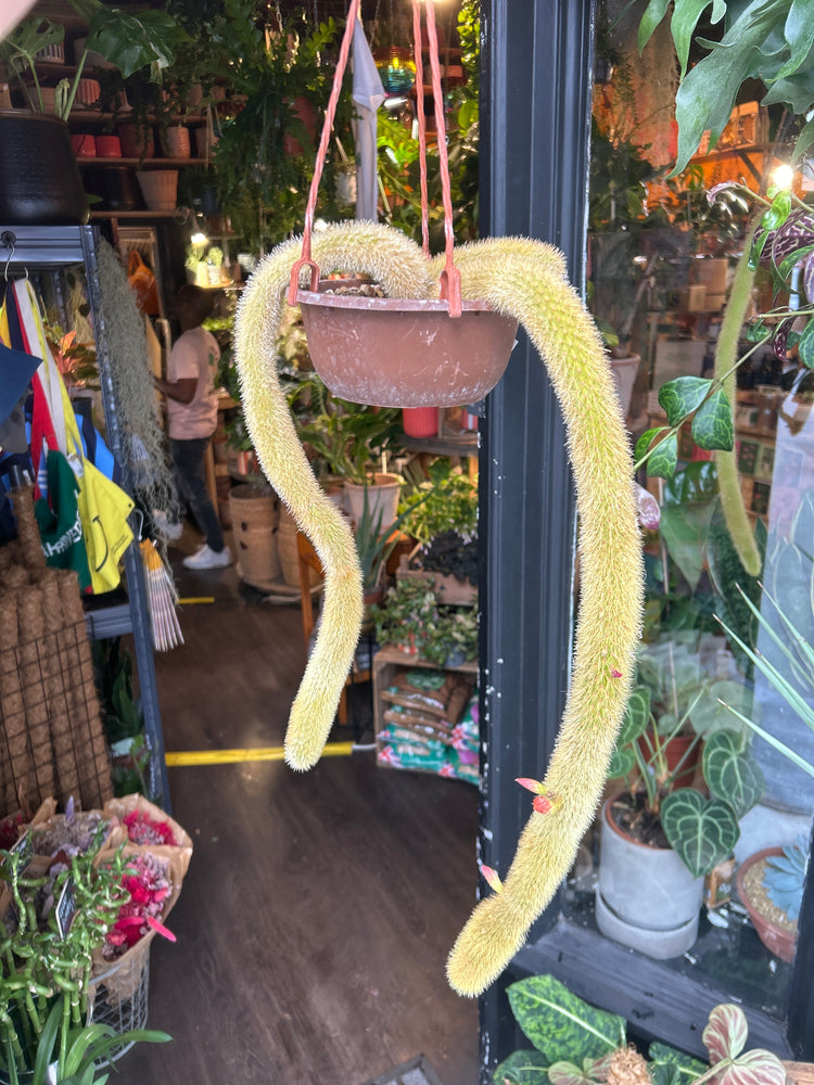 Cleistocactus winteri (Golden Rat Tail cactus) in 14cm pot outside Urban Tropicana plant shop in Chiswick, London