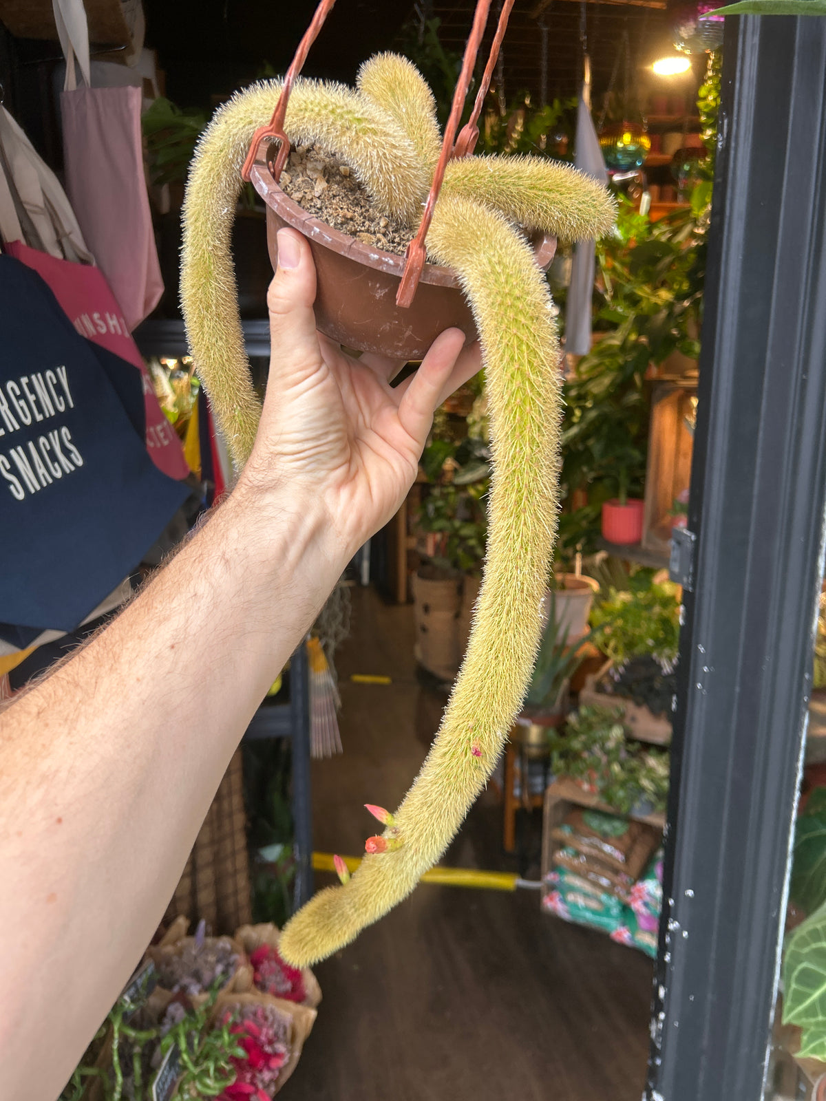 Cleistocactus winteri (Golden Rat Tail cactus) in 14cm pot outside Urban Tropicana plant shop in Chiswick, London