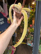 Cleistocactus winteri (Golden Rat Tail cactus) in 14cm pot outside Urban Tropicana plant shop in Chiswick, London