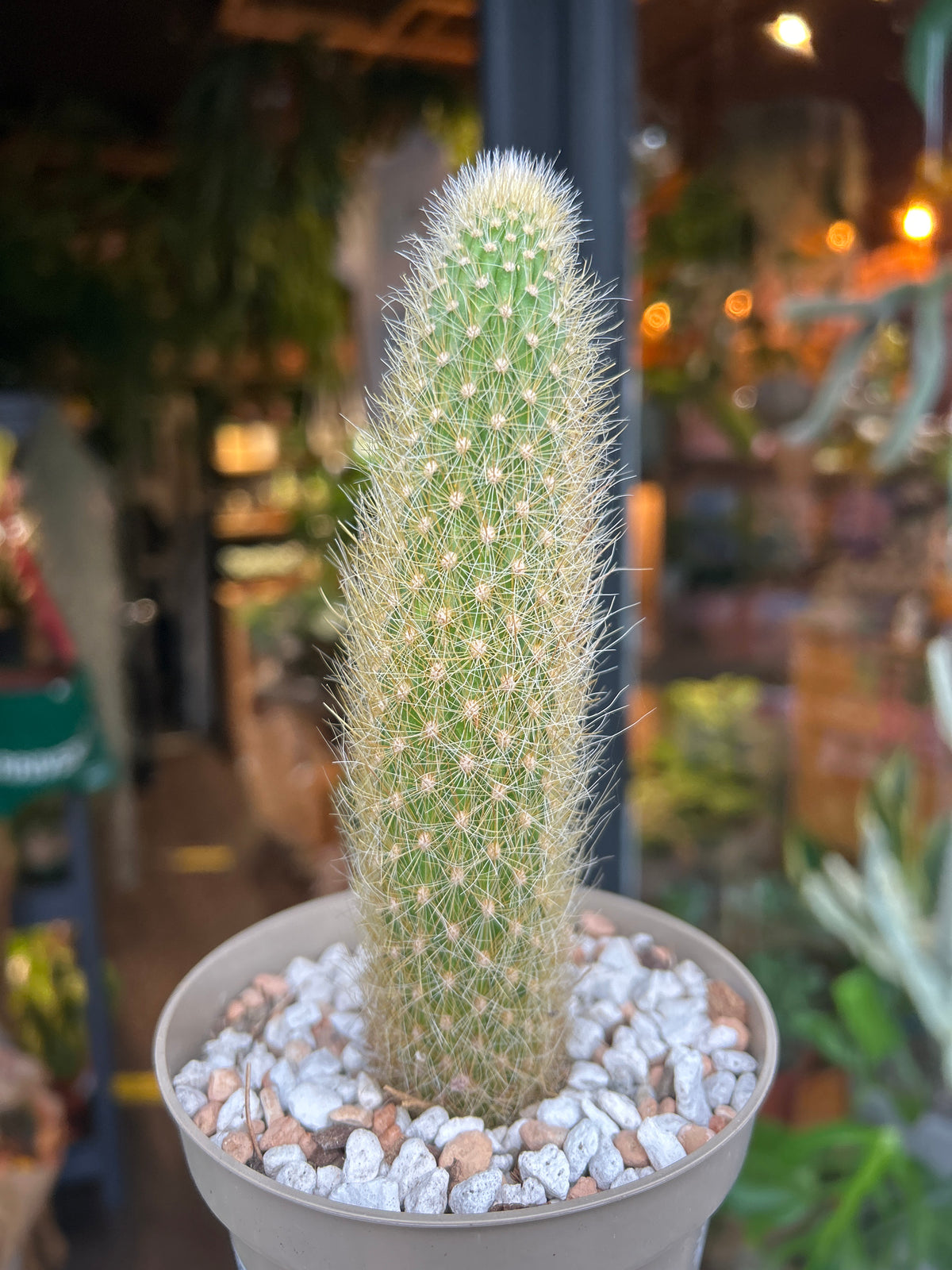 Cleistocactus winteri (Variegated Monkey Tail Cactus) outside Urban Tropicana plant shop in Chiswick, London
