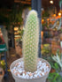 Cleistocactus winteri (Variegated Monkey Tail Cactus) outside Urban Tropicana plant shop in Chiswick, London