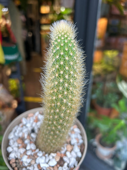 Cleistocactus winteri (Variegated Monkey Tail Cactus) outside Urban Tropicana plant shop in Chiswick, London