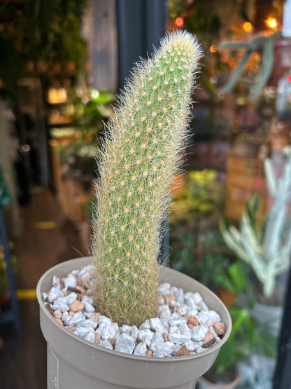 Cleistocactus winteri (Variegated Monkey Tail Cactus) outside Urban Tropicana plant shop in Chiswick, London