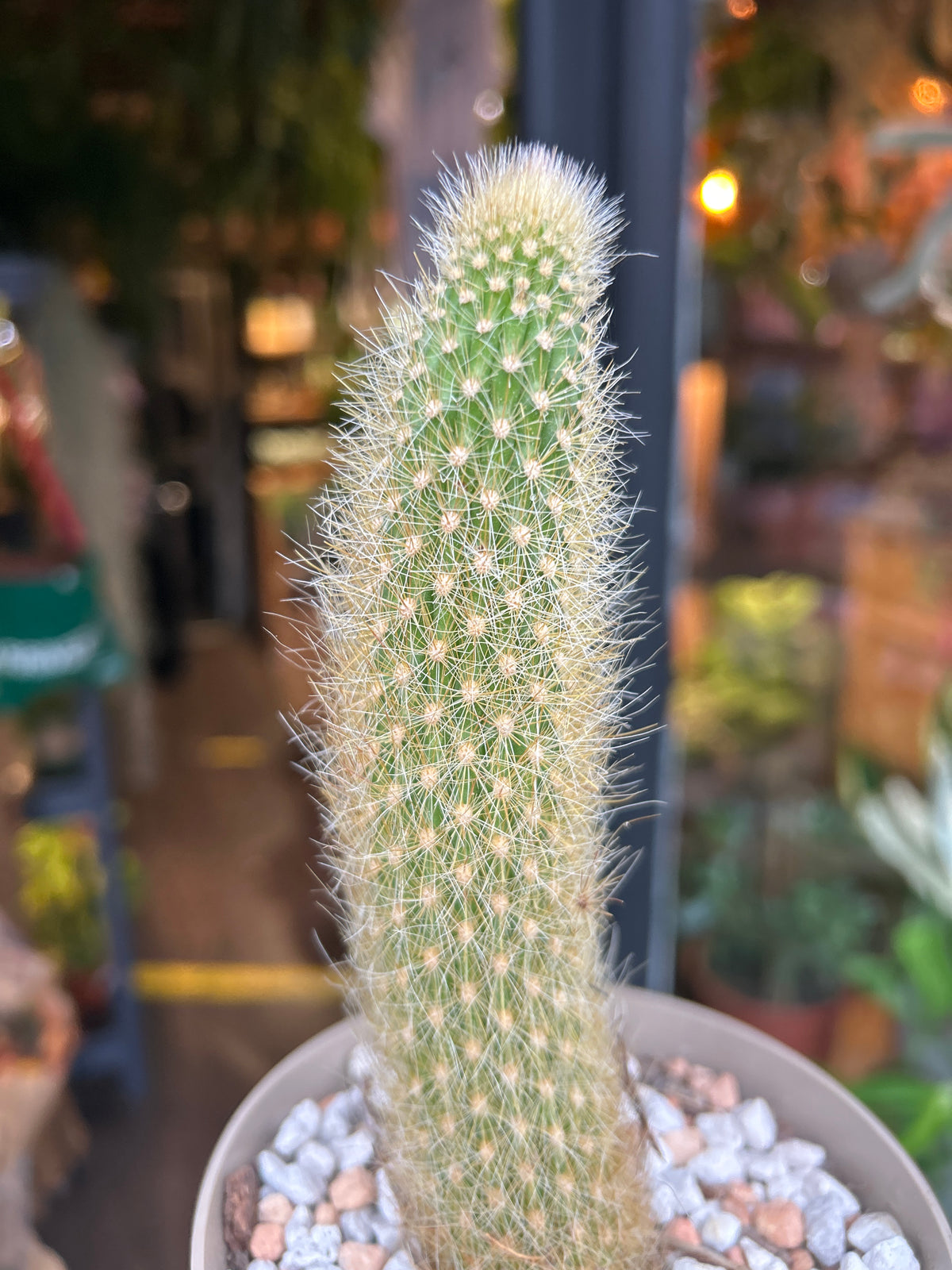 Cleistocactus winteri (Variegated Monkey Tail Cactus) outside Urban Tropicana plant shop in Chiswick, London
