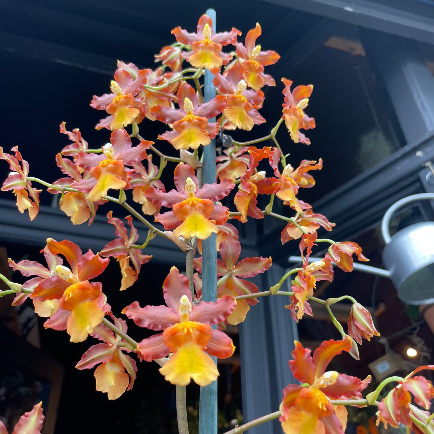 A Colmanara Orange known as a Cambria in front of Urban Tropicana&