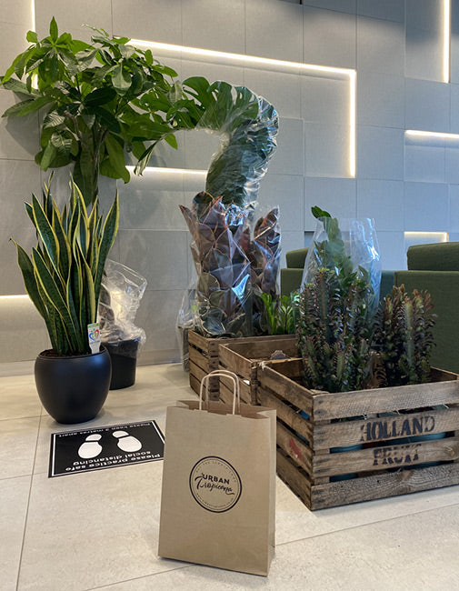 House Plants in an office as Corporate Gifts London