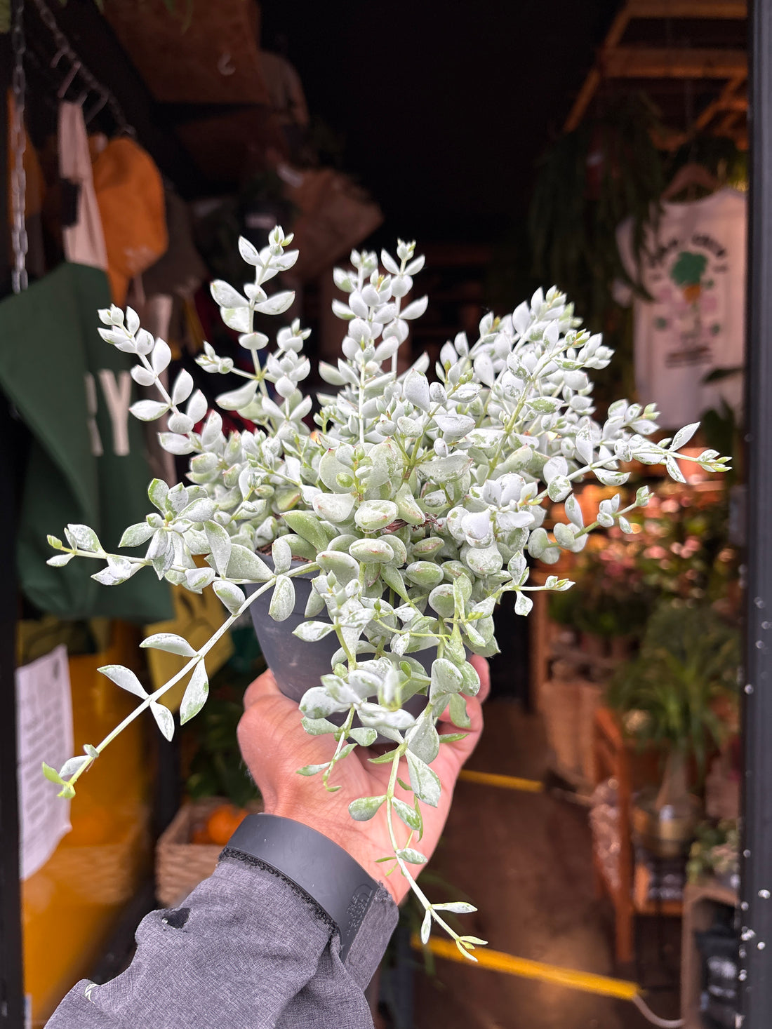 Cotyledon Pendens trailing succulent in 12cm pot outside Urban Tropicana plant shop in Chiswick, London