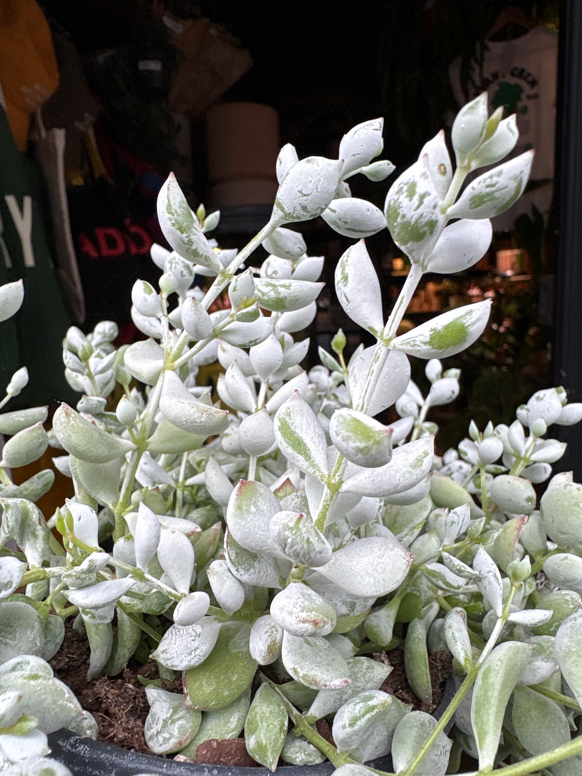 Cotyledon Pendens trailing succulent in 12cm pot outside Urban Tropicana plant shop in Chiswick, London