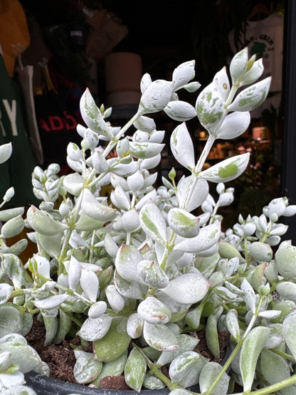Cotyledon Pendens trailing succulent in 12cm pot outside Urban Tropicana plant shop in Chiswick, London