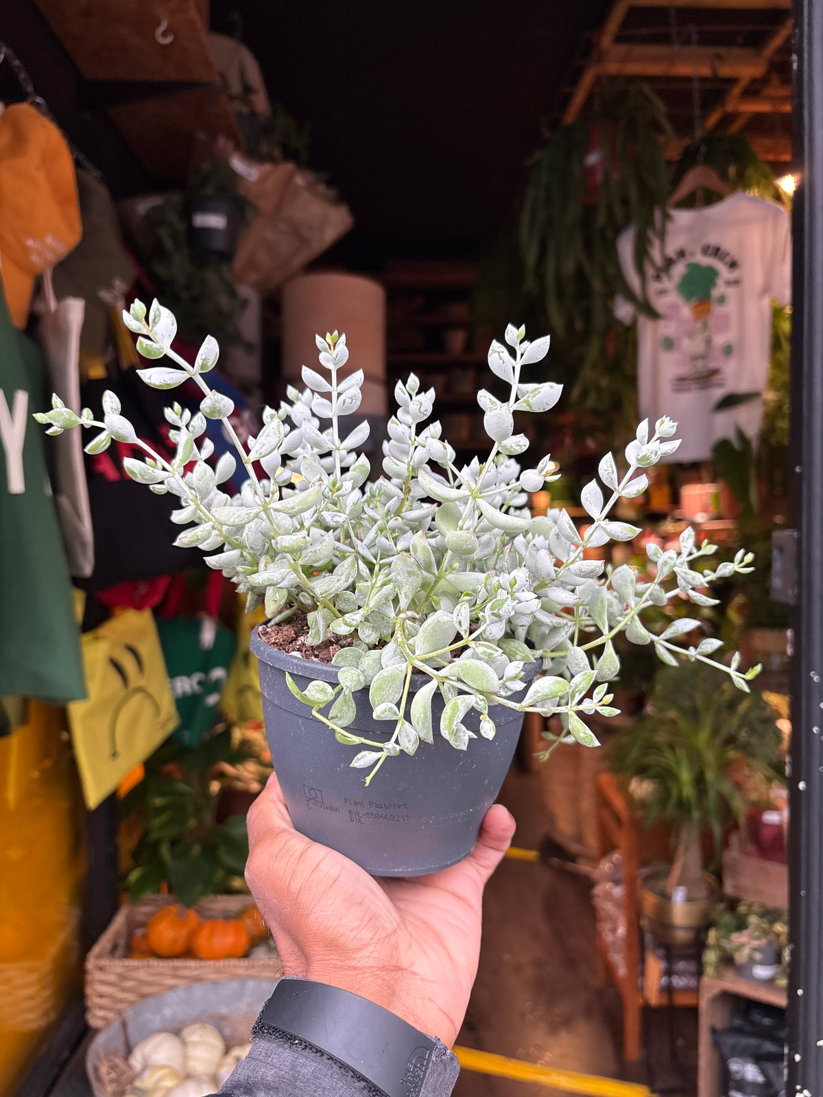 Cotyledon Pendens trailing succulent in 12cm pot outside Urban Tropicana plant shop in Chiswick, London