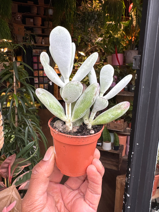 A Cotyledon orbiculata ‘Higginsiae’ plant in front of Urban Tropicana’s Plant Shop in Chiswick London