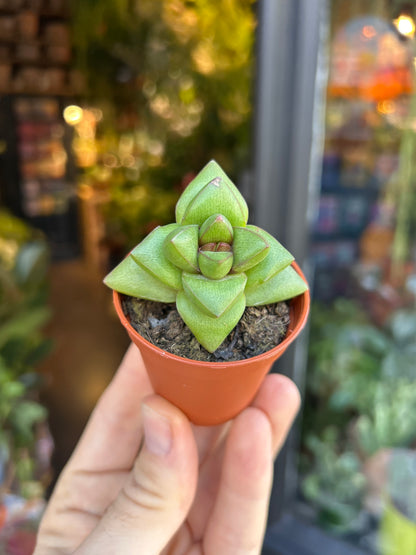 A Crassula Benjamin plant in front of Urban Tropicana’s Plant Shop in Chiswick London
