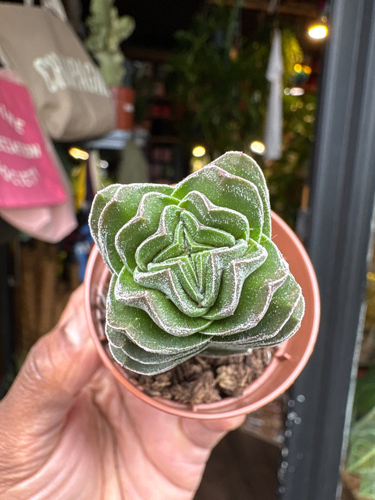 
A Crassula Buddha’s Temple plant in front of Urban Tropicana’s plant shop in Chiswick, London