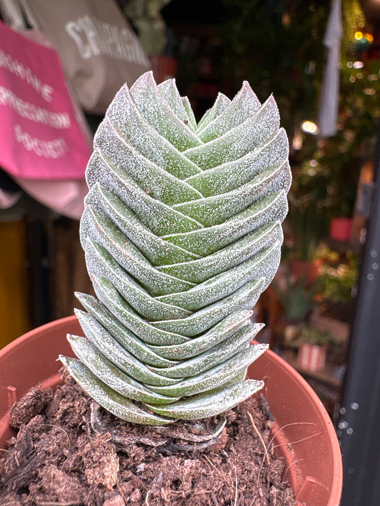 
A Crassula Buddha’s Temple plant in front of Urban Tropicana’s plant shop in Chiswick, London