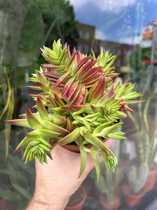 A Crassula Capitella plant in front of Urban Tropicana’s Plant Shop in Chiswick London