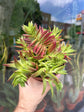 A Crassula Capitella plant in front of Urban Tropicana’s Plant Shop in Chiswick London